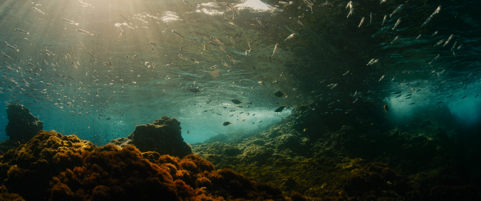 evolution_stills_000001lesfilmsduworso_potemkinefilms